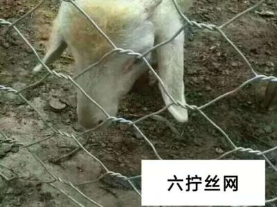 六擰網圈羊網 